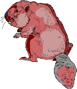 Dieren Bever Dieren plaatjes 