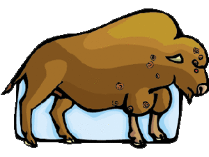 Dieren Buffels Dieren plaatjes 