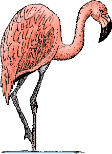 Dieren Flamingo Dieren plaatjes 