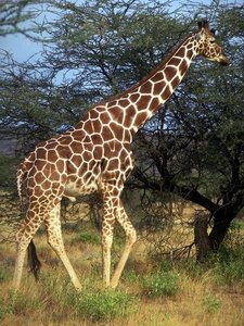 Dieren Giraffe Dieren plaatjes 