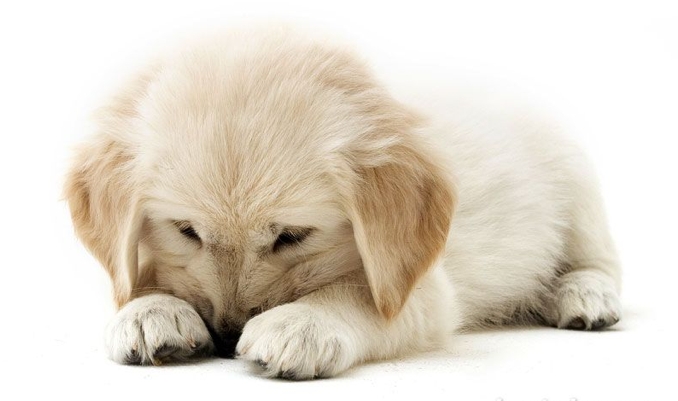 Dieren Golden retriever Dieren plaatjes 