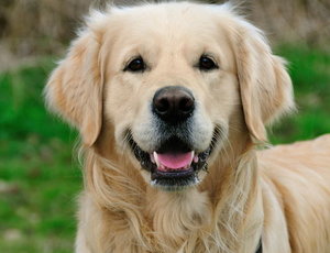 Dieren Golden retriever Dieren plaatjes 