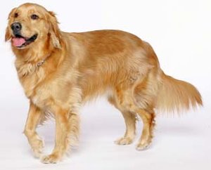 Dieren Golden retriever Dieren plaatjes 