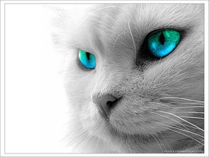 Dieren Katten Dieren plaatjes Kat Blauwe Ogen
