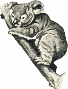 Dieren Dieren plaatjes Koala beer 