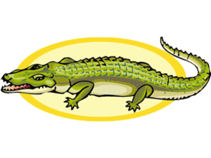 Dieren Krokodil Dieren plaatjes Krokodil