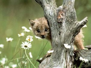 Dieren Dieren plaatjes Lynx 