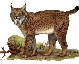 Dieren Dieren plaatjes Lynx 