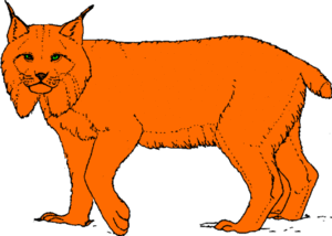Dieren Dieren plaatjes Lynx 