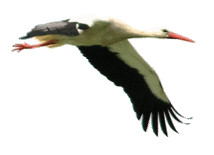 Dieren Ooievaar Dieren plaatjes 
