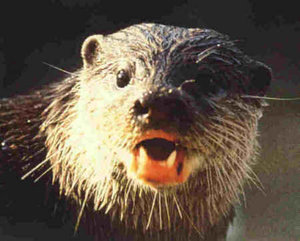 Dieren Dieren plaatjes Otter 