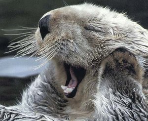 Dieren Dieren plaatjes Otter 