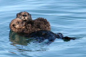 Dieren Dieren plaatjes Otter 