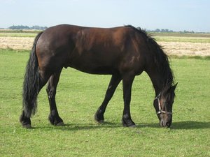 Dieren Paarden Dieren plaatjes 