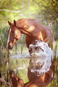 Dieren Paarden Dieren plaatjes Paard Water Rivier