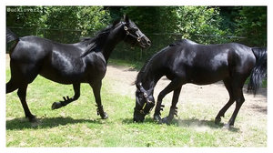 Dieren Paarden Dieren plaatjes 