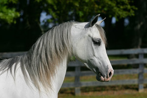 Dieren Paarden Dieren plaatjes 