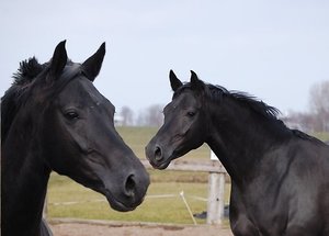 Dieren Paarden Dieren plaatjes 