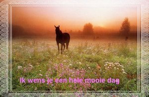 Dieren Paarden Dieren plaatjes 