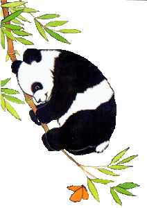 Dieren Dieren plaatjes Panda beren 