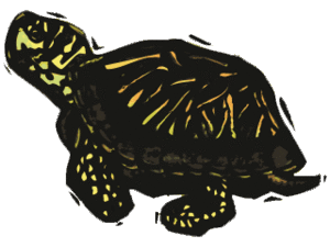 Dieren Schildpadden Dieren plaatjes 