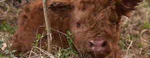 Dieren Dieren plaatjes Schotse hooglander 