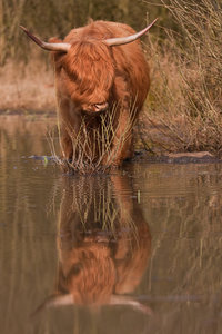 Dieren Dieren plaatjes Schotse hooglander 