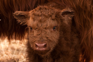 Dieren Dieren plaatjes Schotse hooglander 