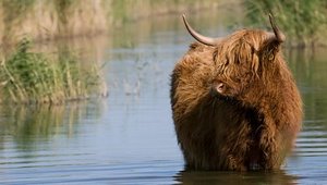 Dieren Dieren plaatjes Schotse hooglander 