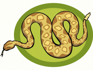 Dieren Slangen Dieren plaatjes 