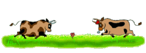 Dieren Dieren plaatjes Stier 