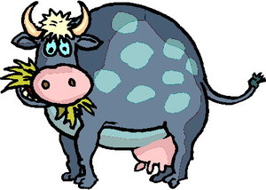 Dieren Dieren plaatjes Stier 