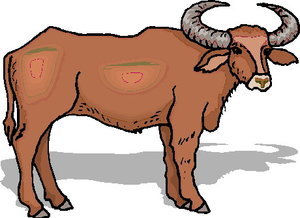 Dieren Dieren plaatjes Stier 