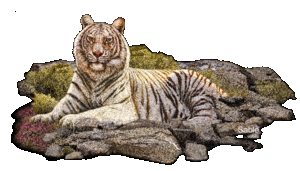 Dieren Tijger Dieren plaatjes 