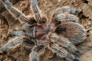 Dieren Dieren plaatjes Vogelspin Harige Vogelspin