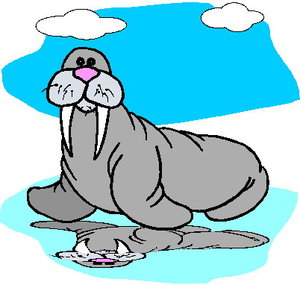 Dieren Dieren plaatjes Walrus 