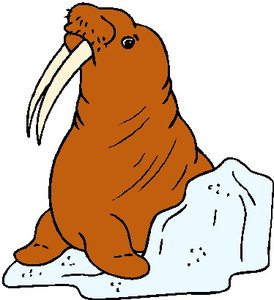 Dieren Dieren plaatjes Walrus 