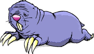 Dieren Dieren plaatjes Walrus 