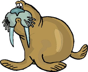 Dieren Dieren plaatjes Walrus 