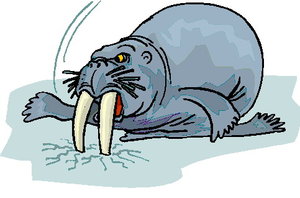 Dieren Dieren plaatjes Walrus 