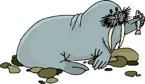 Dieren Dieren plaatjes Walrus 