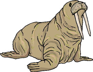 Dieren Dieren plaatjes Walrus 