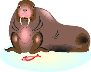 Dieren Dieren plaatjes Walrus 