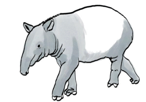 Dieren Dieren plaatjes Wild zwijn 
