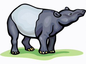 Dieren Dieren plaatjes Wild zwijn 