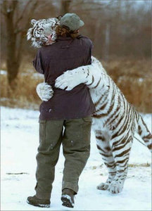 Dieren Witte tijger Dieren plaatjes 