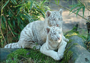 Dieren Witte tijger Dieren plaatjes 