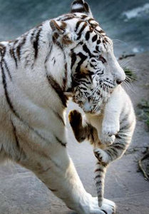 Dieren Witte tijger Dieren plaatjes 