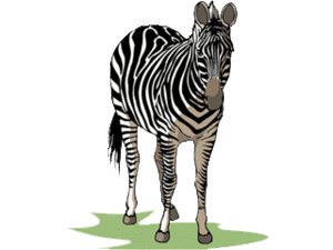 Dieren Zebra Dieren plaatjes 