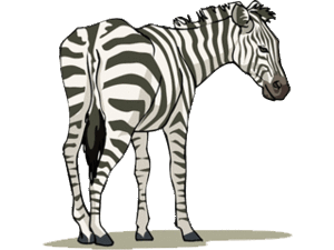 Dieren Zebra Dieren plaatjes 